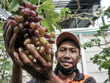 Wagiman (40), petugas Penanganan Prasarana dan Sarana Umum (PPSU) Kelurahan Pondok Kopi menunjukkan buah anggur yang siap panen di kawasan Rawa Jaya, Kecamatan Duren Sawit, Jakarta Timur, Senin (6/6/2022). Wagiman bersama rekan PPSU Kelurahan Pondok Kopi menyulap lahan seluas 300 meter persegi yang sebelumnya tempat pembuangan sampah liar menjadi kebun anggur. (merdeka.com/Iqbal S. Nugroho)