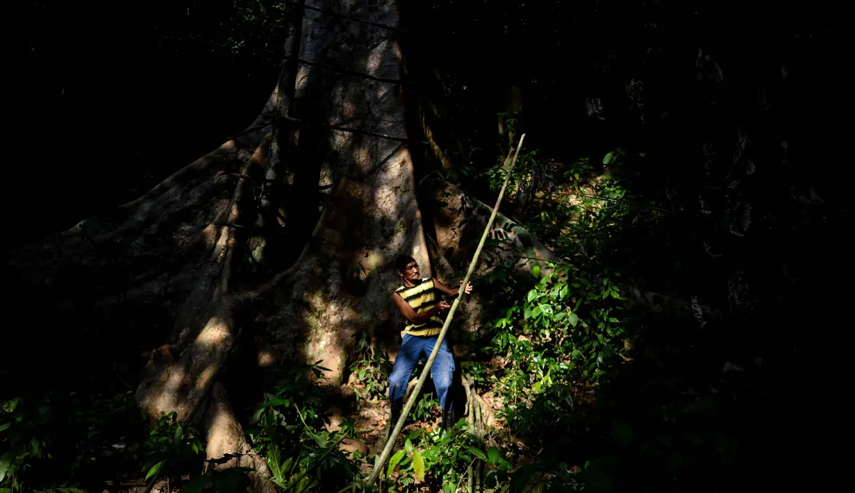 Pemburu madu tradisional Malaysia Abdul Samad Ahmad memotong kayu untuk membuat tangga untuk mengambil madu dari atas pohon raksasa Tualang di hutan Ulu di Sik, Malaysia, (11/3). (AFP Photo/Manan Vatsyayana)