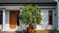 16 Pohon Buah Ukuran Sedang untuk Teras Rumah yang Mudah Dirawat, Praktis dan Berbuah Lebat