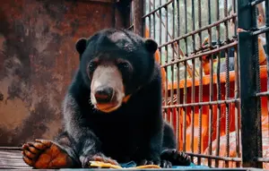 Serangan Beringas Beruang Madu Sebabkan Warga Pingsan