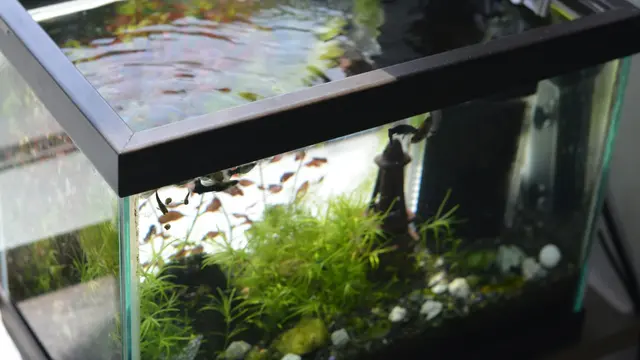 Fish Tank