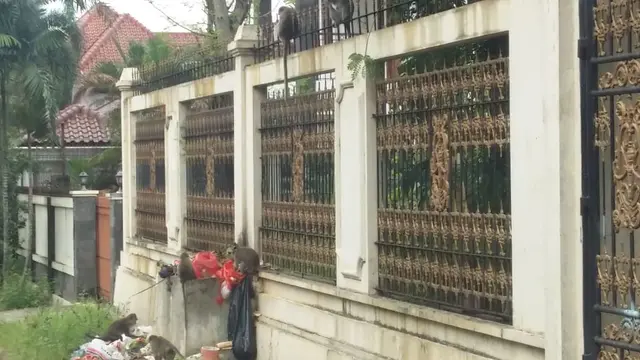 Monyet liar mendatangi lingkungan warga RT10/3, Kelurahan Harjamukti, Kecamatan Cimanggis, Kota Depok.