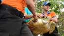 Petugas membawa seekor penyu hijau untuk dilepasliarkan di Pantai Kuta, Bali, Selasa (7/2). Penyu tersebut berhasil diamankan polisi dari para penyeludup. (AFP PHOTO/ SONNY TUMBELAKA)