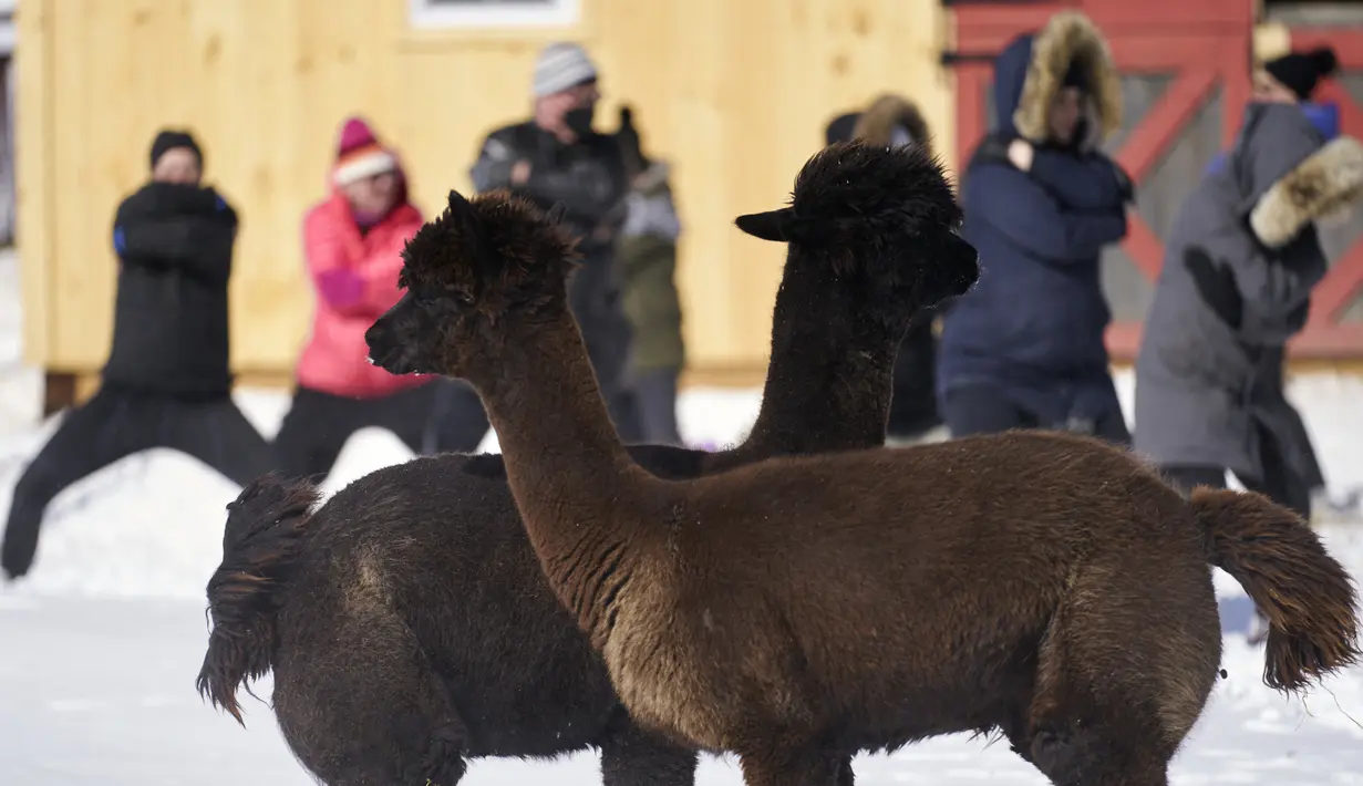 Dua alpaka berdiri di dekat peserta kelas Yoga Salju Alpaca di salju di Brae Ridge Farm and Sanctuary dekat Guelph, Ontario, pada 20 Februari 2022. Selusin orang mengikuti kelas yoga di luar ruangan dikelilingi oleh alpaca di musim dingin Kanada yang membekukan. (Geoff Robins / AFP)