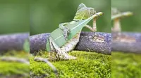 Foto bunglon yang berpose seperti sedang bermain gitar ini menghebohkan media asing. Ada apa?