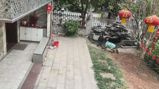 Viral, Anjing Pintar Selamatkan Anak Kecil dari Jatuh ke Kolam