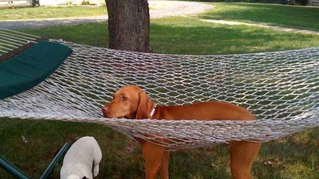 7 Ekspresi Kocak Hewan Saat Tersangkut Ini Bikin Kasihan