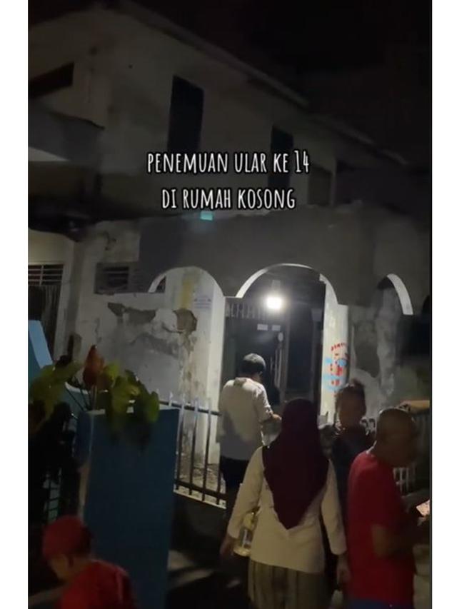 Viral Penemuan 14 Ular di Rumah Kosong Terbengkalai, Bikin Resah Warga