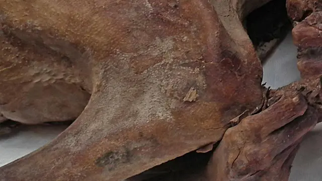 Mumi Mesir kuno ini memiliki tato tertua di dunia - British Museum