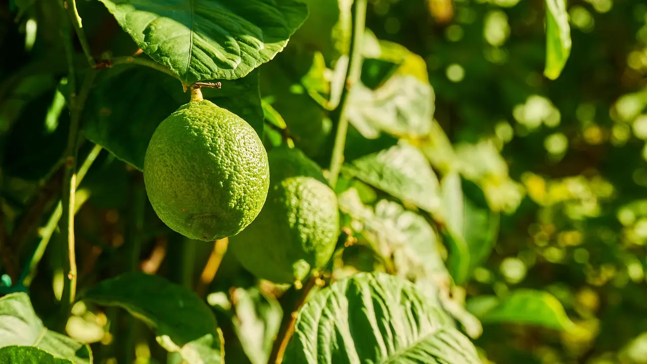 Lime Tree