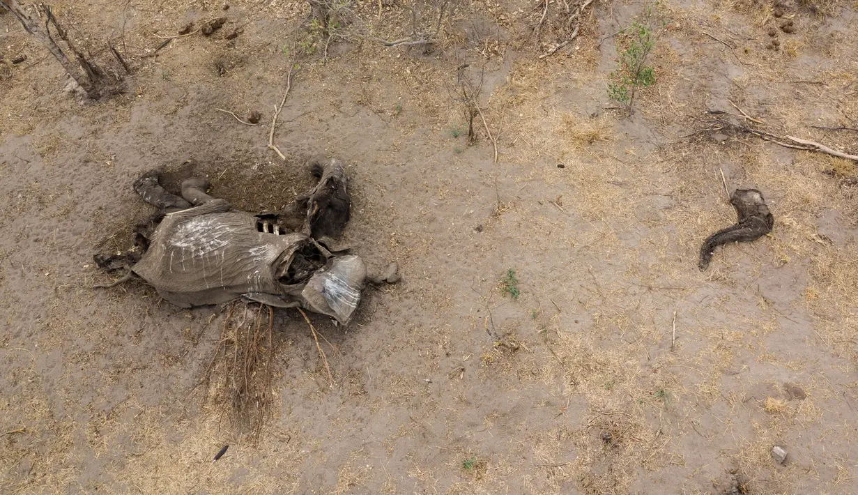 Foto dari udara memperlihatkan bangkai gajah yang mati karena kekeringan di Taman Nasional Hwange, Zimbabwe, Selasa (12/11/2019). Lebih dari 200 gajah di Taman Nasional Hwange mati akibat kekeringan. (ZINYANGE AUNTONY/AFP)