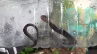 15 Anak Ular Kobra Kembali Ditemukan di Perumahan Citayam (Liputan6.com/Nanda Perdana)