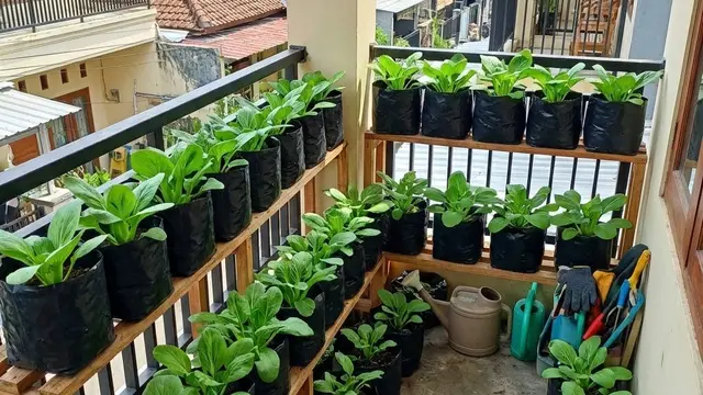 Kebun Sayur Kecil di Balkon Kos (Foto: AI)