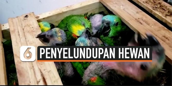 VIDEO: Penyelundupan 166 Burung Beo Berhasil Digagalkan Kepolisian