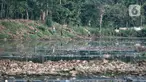 Warga memancing di Situ Pengarengan yang penuh sampah dan sedimentasi lumpur, Depok, Minggu (10/10/2021). Sampah dan sedimentasi lumpur menjadi pemandangan baru di Situ Pengarengan akibat proyek normalisasi yang dikerjakan oleh DPUPR Kota Depok tidak berjalan. (merdeka.com/Iqbal S Nugroho)