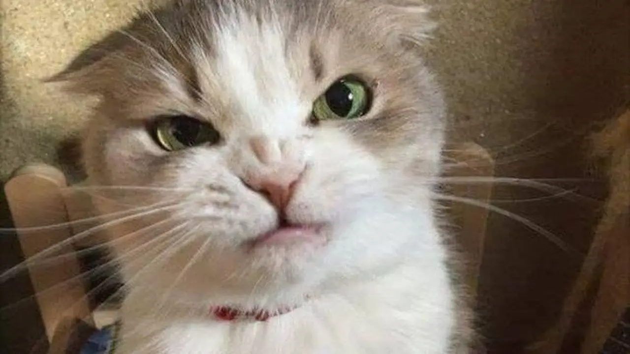 kucing berwajah galak