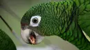 Burung beo Puerto Rico sedang makan di pusat penangkaran di Iguaca Aviary, El Yunque, Puerto Rico, (6/11). Banyak pohon besar di mana burung beo Puerto Rico bersarang telah hilang akibat terjangan Badai Maria. (AP Photo/Carlos Giusti)