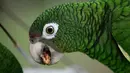 Burung beo Puerto Rico sedang makan di pusat penangkaran di Iguaca Aviary, El Yunque, Puerto Rico, (6/11). Banyak pohon besar di mana burung beo Puerto Rico bersarang telah hilang akibat terjangan Badai Maria. (AP Photo/Carlos Giusti)