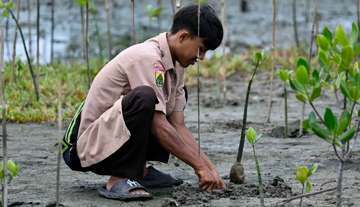 Selain itu, penanaman mangrove juga bisa mengurangi dampak bencana alam seperti tsunami. Hal tersebut dikarenakan akar mangrove yang kokoh dapat meredam kekuatan air. (CHAIDEER MAHYUDDIN/AFP)