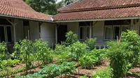 7 Cara Membuat Kebun Sayur yang Mendapat Mulsa Gratis dari Daun Kering di Pekarangan