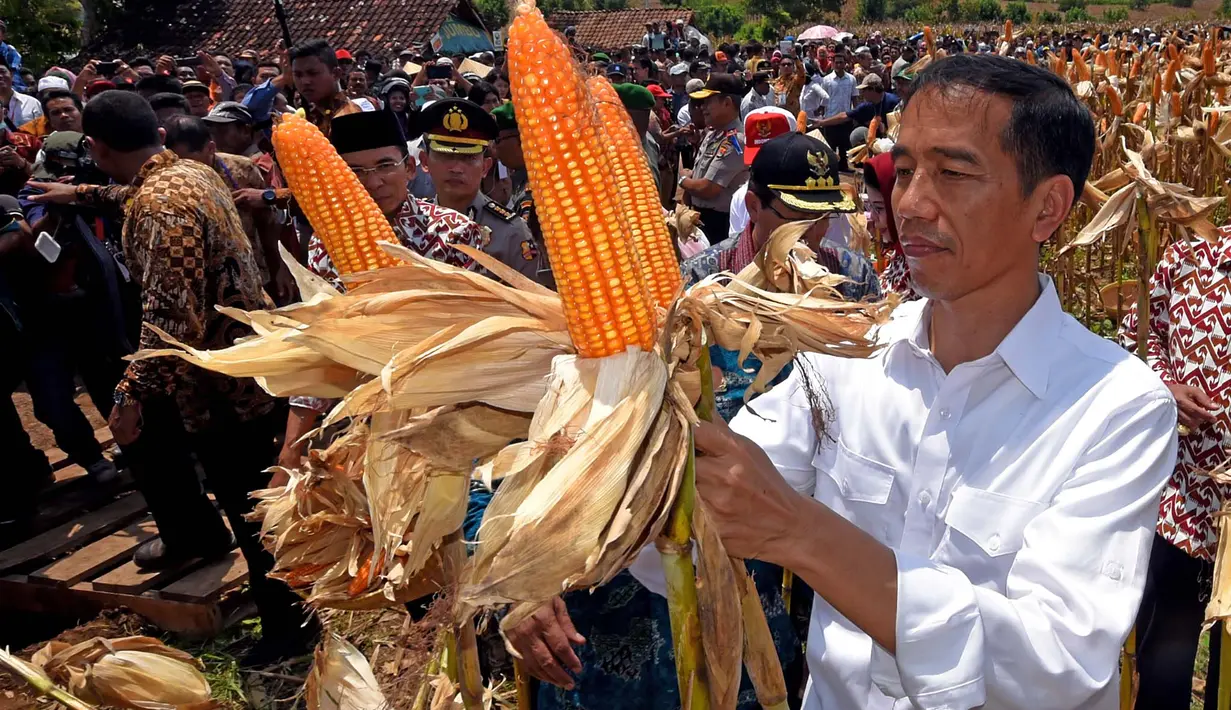 Presiden Joko Widodo (Jokowi) menghadiri panen raya jagung, di Desa Kampasi Meci, Kecamatan Manggelewa, Kabupaten Dompu, Nusa Tenggara Barat (NTB), Sabtu (11/4/2015). (Rumgapres/ Agus Suparto)
