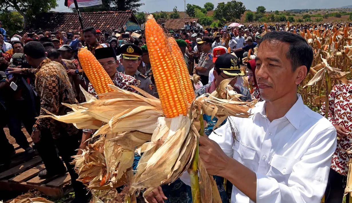 Presiden Joko Widodo (Jokowi) menghadiri panen raya jagung, di Desa Kampasi Meci, Kecamatan Manggelewa, Kabupaten Dompu, Nusa Tenggara Barat (NTB), Sabtu (11/4/2015). (Rumgapres/ Agus Suparto)