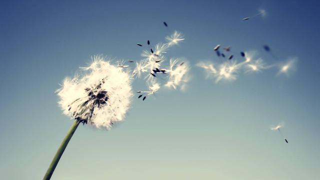 Syahdunya GIF Bunga Dandelion yang Jarang Ditemukan Saat Ini