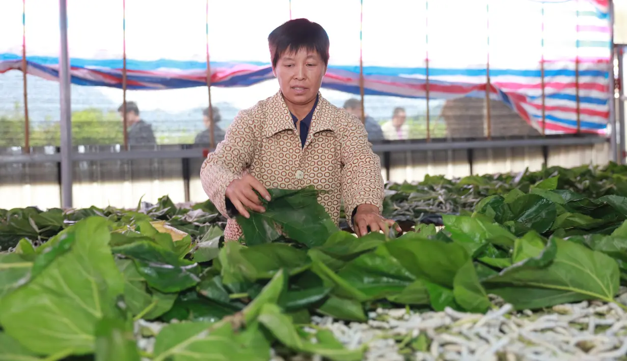 Peternak memberi makan ulat sutra dengan daun murbei di Desa Xidong, Kaihua, Provinsi Zhejiang, China, 21 Oktober 2020. Para peternak ulat sutra di Desa Xidong mengalami peningkatan keuntungan signifikan setelah bekerja sama dengan perusahaan serikultur dan peneliti ilmiah mulai 2018. (Xinhua)