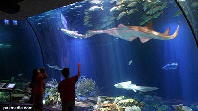 Seaworld Jadi Tempat Favorit Wisatawan Ancol News Liputan6 Com
