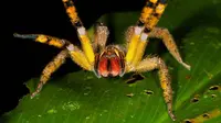 Laba-laba yang memiliki racun mematikan (Sumber merdeka.com).