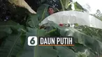 Baru-baru ini beredar video fenomena alam daun pisang berwarna putih viral di media sosial.