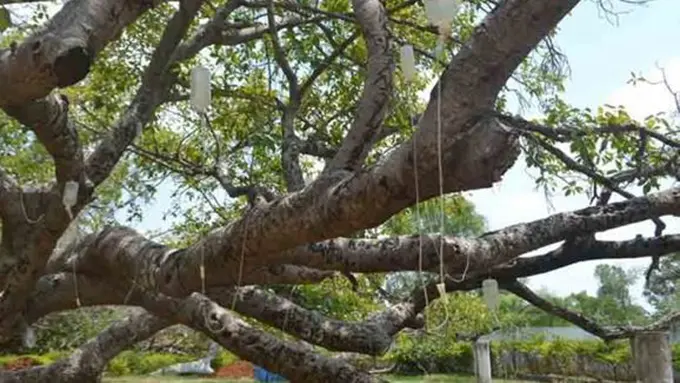 copyright odditycentral.com/Telengana Today