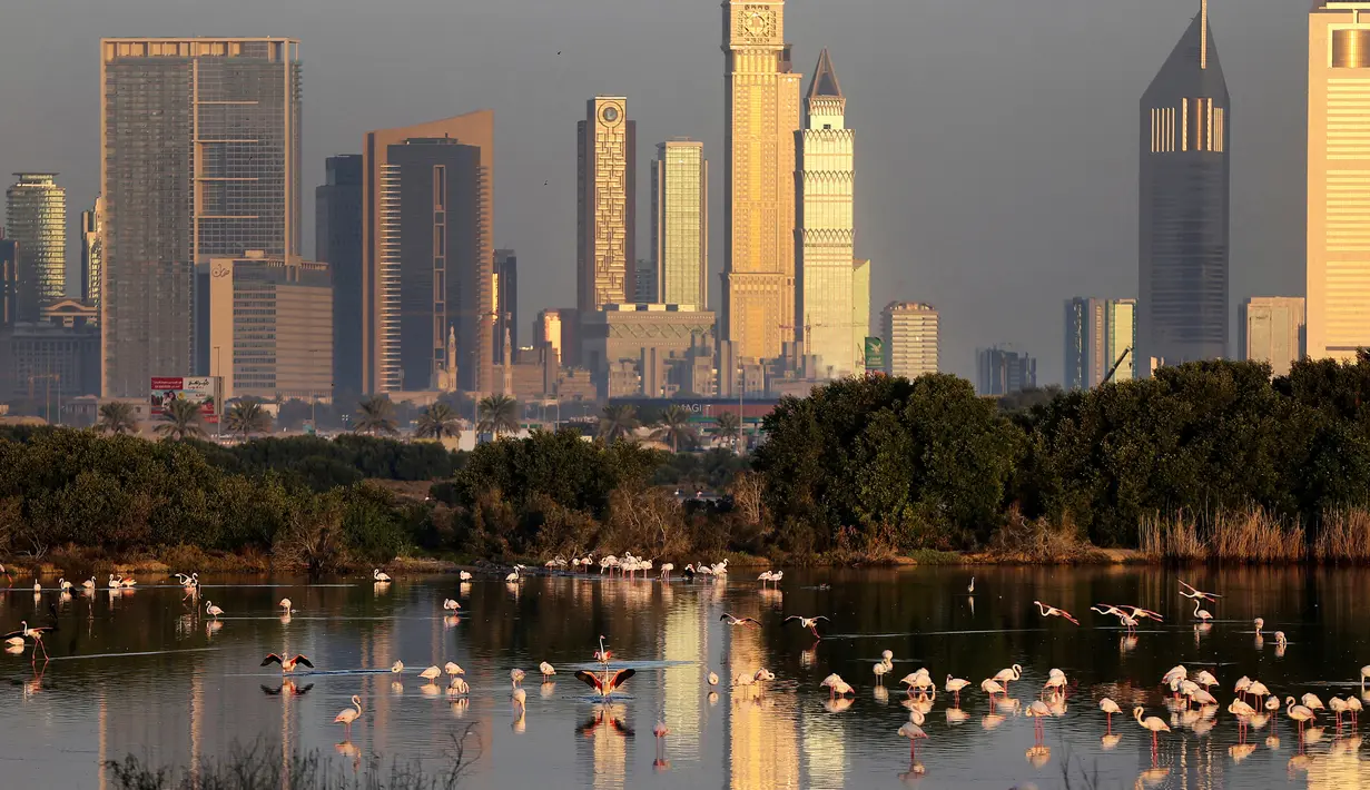 Burung flamingo mencari makan di Ras Al Khor Wildlife Sanctuary di Dubai, Uni Emirat Arab (28/1). Ras Al Khor merupakan sebuah cagar basah yang dikenal untuk menarik burung bermigrasi dalam jumlah besar. (AP Photo / Kamran Jebreili)