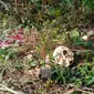 Temuan tulang kerangka dan tengkorak manusia di lahan kosong sebuah perumahan terbengkalai di Kabupaten Sukabumi (Liputan6.com/Istimewa).