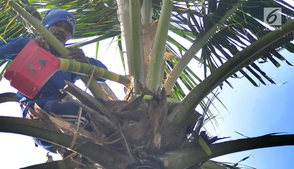 Seorang pria mengambil air nira kelapa yang akan dibuat menjadi gula merah di desa Taman Jaya, Sukabumi, Jawa Barat  (24/06). Gula kelapa yang dikenal juga dengan nama gula merah adalah salah satu bahan pemanis untuk pangan. (Merdeka.com/Arie Basuki)