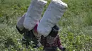 Para wanita berjalan dengan karung penuh kapas yang dipanen di sebuah ladang di pedesaan Raqa di Suriah utara (20/9/2022). Kapas tersebut kemudian diangkut ke gudang di bawah kendali pemerintahan Kurdi Suriah. (AFP/Delil Souleiman)