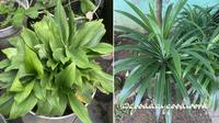 Daun pandan wangi memiliki khasiat alami untuk membantu menurunkan gula darah. Simak resep tradisionalnya dan cara membuat ramuan herbal yang bermanfaat bagi penderita diabetes! (Foto: x.com/gooddaygoodword)