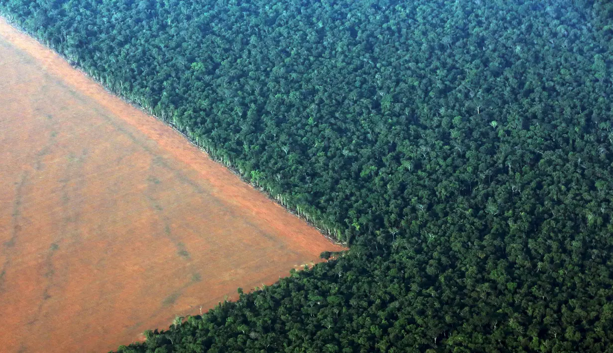 Pantauan udara hutan hujan Amazon yang berbatasan dengan lahan gundul disiapkan untuk penanaman kedelai, Negara Mato Grosso di barat Brasil, Minggu (4/10). Brasil akan menghasilkan rekor 97.800.000 ton kedelai di 2015-2016 (REUTERS/Paulo Whitaker)