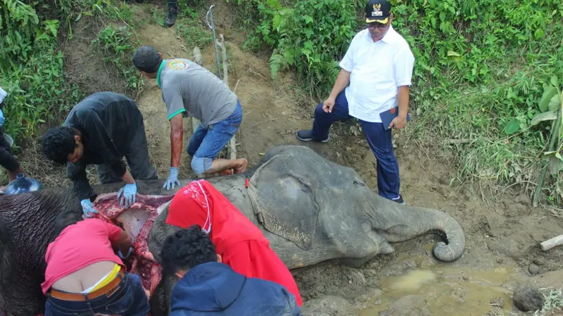 Gajah Sumatera bernama Neneng mati di Medan Zoo