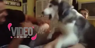 Begini Cara Anjing Melindungi Pemiliknya