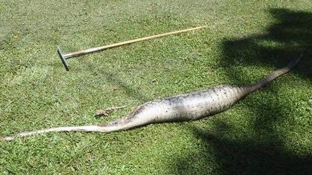 6 Potret Ular Bernasib Tragis Karena Rakus, Ada yang Mati Usai Makan Landak