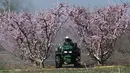 Petani beraktivitas dekat pohon persik yang berbunga di sebelah kota Veria, Yunani utara, pada 19 Maret 2019. Mekarnya bunga persik menjadi fenomena tahunan di pedesaan Yunani, yang menyerupai mekarnya bunga sakura di Jepang. (Sakis MITROLIDIS / AFP)