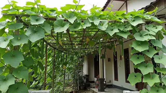 7 Inspirasi Kebun Gambas Rambat untuk Pagar Rumah yang Asri dan Menyehatkan
