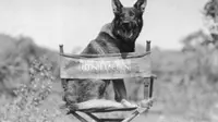 Sosok Rin Tin Tin, anjing German Shepherd yang menjadi pemenang pertama Oscar pada 1929. Foto dari star2 com