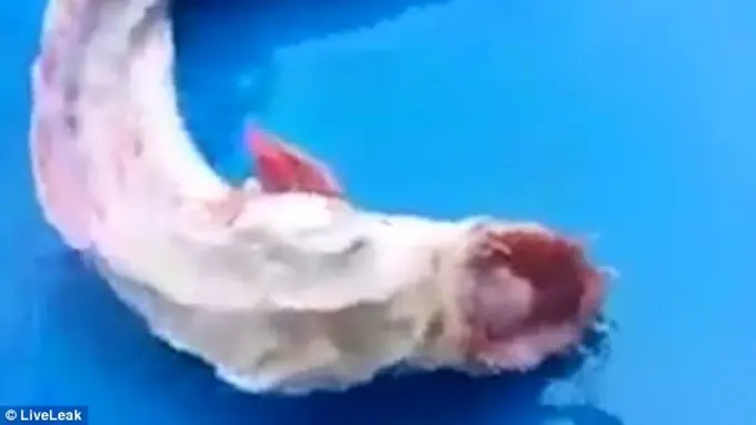 Bergigi Tajam, Ada 'Monster' Kecil di Thailand!