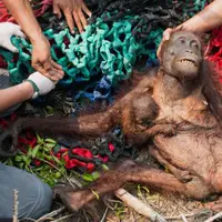 Ingin menangis rasanya. Orangutan ini ditemukan dalam keadaan kurang gizi sementara penduduk lokal menganggap mereka sebagai ancaman :'(
