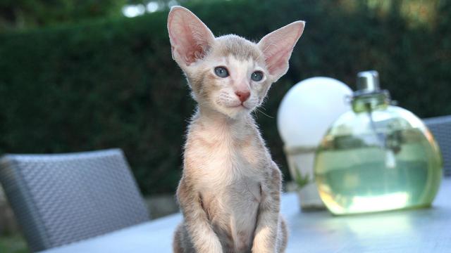 Oriental Shorthair