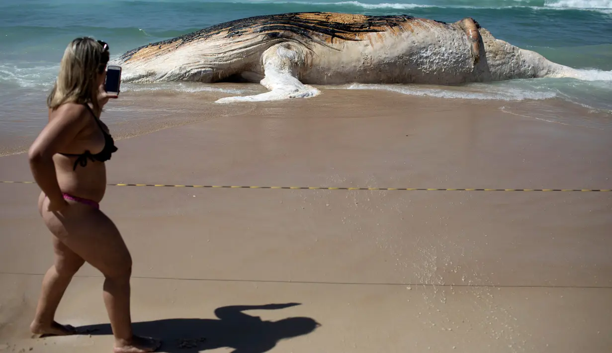Seorang wanita mengambil gambar bangkai paus bungkuk yang terdampar di tepi pantai Ipanema, Rio de Janeiro, Brasil, Rabu (15/11). Petugas setempat meminta warga untuk tidak mendekati bangkai paus yang sudah mulai membusuk itu. (AFP PHOTO / Leo Correa)