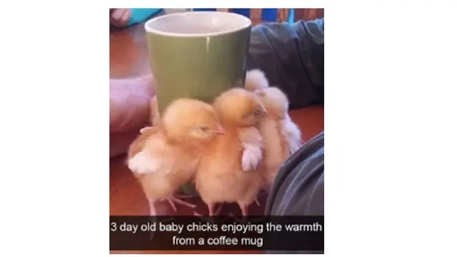 Kelakuan aneh burung (Sumber: Boredpanda)
