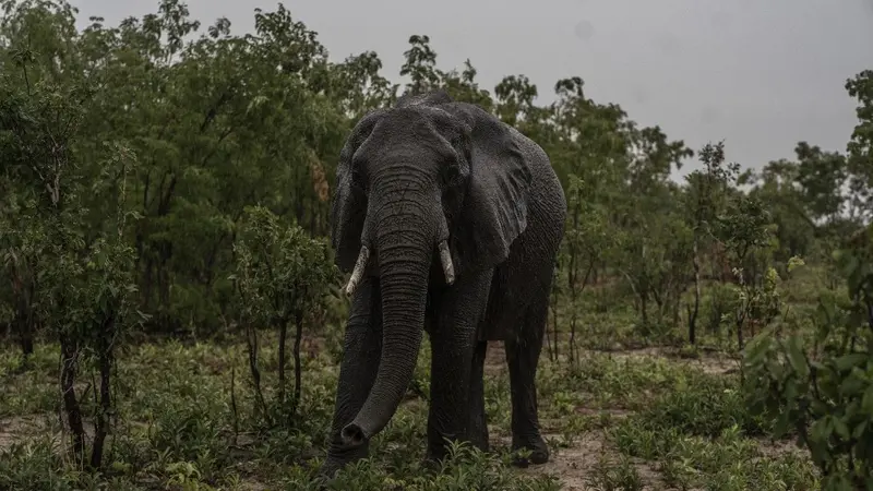 Zimbabwe Izinkan Pembantaian Massal Gajah demi Memberi Makan Warga yang Kelaparan